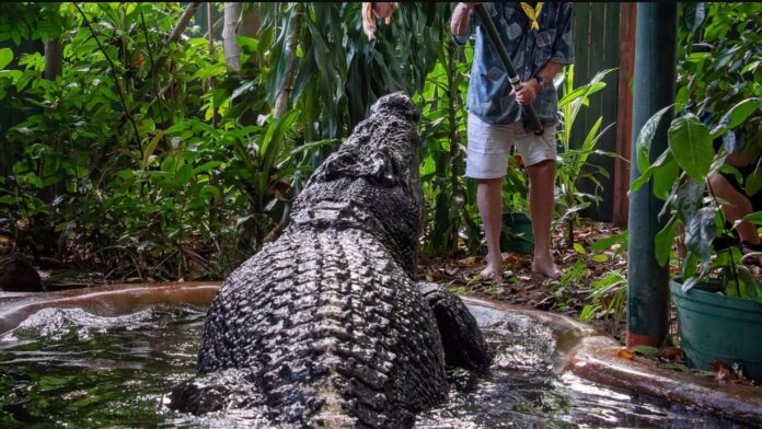 World's Largest Crocodile Has Died