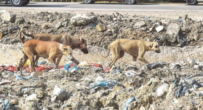 Karachi Authorities Take Notice of Stray Dogs in Landside Area