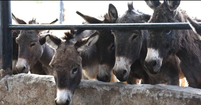 Donkey Slaughterhouse Established in Gwadar