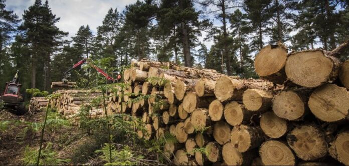 Islamabad Loses 25,000 Trees, Eco-Crisis Worsens