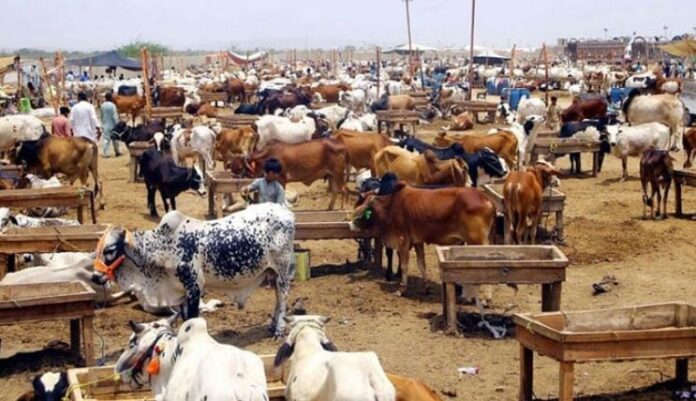 Islamabad Approves 6 Cattle Markets for Eid-ul-Adha