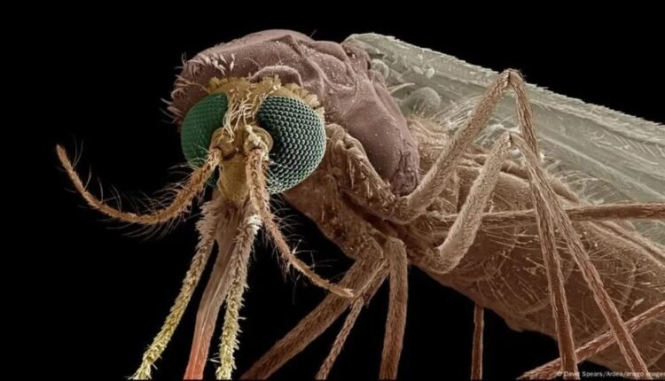 Study Finds Nitisinone Could Revolutionize Malaria Control by Killing Mosquitoes Through Human Blood