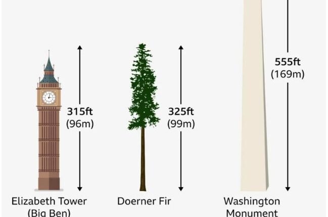 Fire Still Burning in One of the World’s Tallest Trees