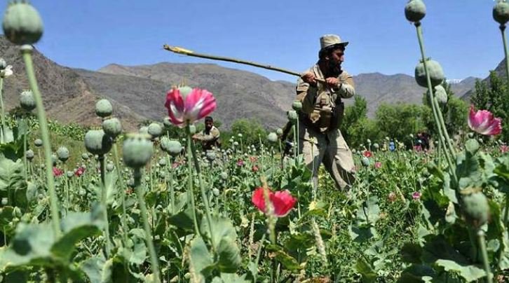 Balochistan Launches Major Anti-Drug Drive