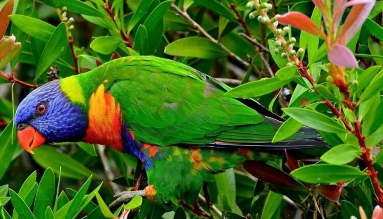 Punjab Makes Parrot Registration Mandatory with Digital App