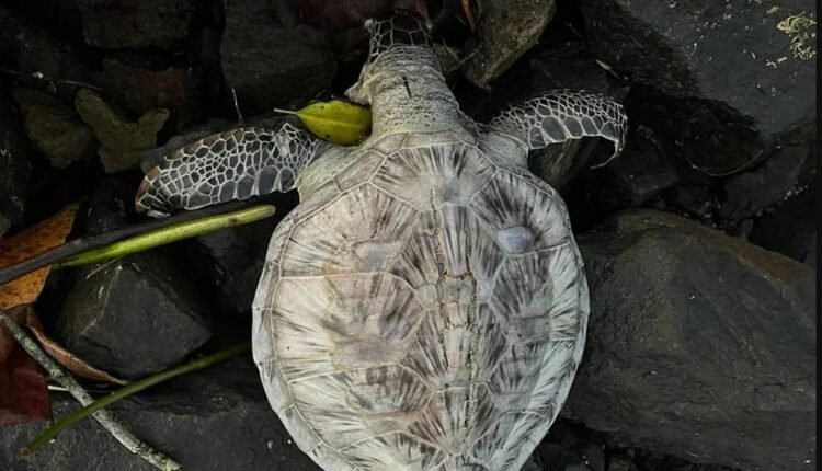 Rare Green Turtles Found Dead at Pasni Beach